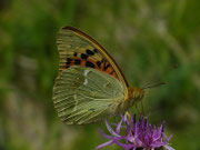 Argynnis pandora (Kardinal) / VS Hérémence, Euseigne 897 m, 01. 06. 2025