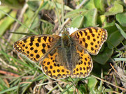 Issoria lathonia (Kleiner Perlmuttfalter, Weibchen) / E Andalusien, Sierra de Segura, Puerto del Pinar, Barranco Ciervo 1200 m, 22. 04. 2012