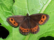 Erebia ligea (Weissbindiger Mohrenfalter, Weibchen) / CH BE Hasliberg 1300 m, 26. 07. 2011