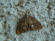 Orgyia antiqua (Schlehen-Bürstenspinner) / CH BE Hasliberg 1060 m, 01. 07. 2018 Männchen