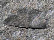 Gnophos furvata (Grosser Steinspanner) / CH VS Saastal, Saas Almagell, Moosgufer, alter Militärweg, 12. 08. 2011