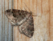 Triphosa dubitata (Olivbrauner Höhlenspanner) (Heidespanner) / GEOMETRIDAE/Larentiinae (Spanner)