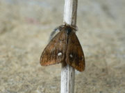 Orgyia antiqua (Schlehen-Bürstenspinner) / CH BE Hasliberg 1060 m, 01. 07. 2018 Paarung