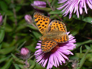 Issoria lathonia (Kleiner Perlmuttfalter) CH TI Centovalli Costa 1000 m, 29. 09. 2010