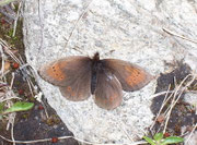Erebia pandrose (Graubrauner Mohrenfalter) / CH VS Nufenen Lengtal 2200 m, 04. 07. 2008