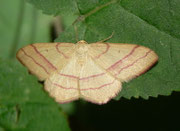 Rhodostrophia vibicaria (Rotbandspanner) / CH TI Verzascatal, Vogorno, Alpe Odro 1282 m, 27. 06. 2011
