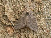Calliteara pudibunda f. comcolor (Buchen-Streckfuss, Rotschwanz, Männchen) / CH BE Hasliberg 1050 m, 25. 04. 2014 (det. Egbert Friedrich Lepiforum 1 am 28. 04. 2014)