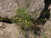 Descurainia preauxiana (Brassicaceae) 