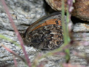 Erebia montana / CH TI Gotthardpass zum Passo Posmeda 2380 m, 27. 07. 2012