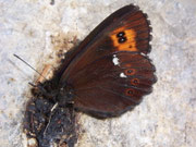 Erebia ligea (Weissbindiger Mohrenfalter) / CH BE Hasliberg 1300 m, 01. 07. 2007