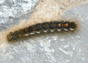 Euproctis chrysorrhoea (Dunkler Goldafter) / Griechenland, Kreta, Omalos 1200 m, 15. 05. 2011