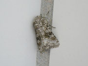 Hecatera bicolorata (Hasenlatticheule) / F Rivesaltes Meereshöhe, 17. 04. 2012 (auf Autobahnrastplatz)