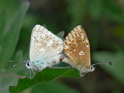 Polyommatus coridon (Silbergrüner Bläuling, Paarung) / CH UR Urserental Steinbergen 1521 m, 05. 08. 2013