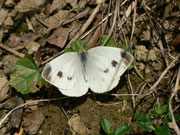 Pieris mannii (Weibchen) CH BE Hasliberg 1050 m, 19. 09. 2015