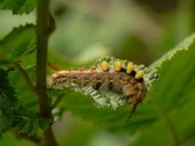 Orgyia antiqua (Schlehen-Bürstenspinner) / CH BE Hasliberg 1050 m, 04. 07. 2014
