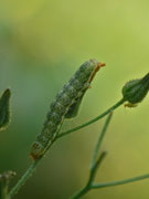 Hecatera bicolorata (Hasenlatticheule) / CH BE Hasliberg 1050 m, 14. 07. 2023