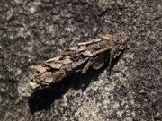 Canephora hirsuta / CH TI Tegna Selve 600 m, 27. 03. 2015