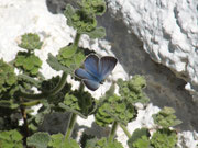 Glaucopsyche melanops (Weibchen) / E Andalusien, Almeria, Sierra de los Filabres, Ermita de Monteagud  1301 m, 03. 05. 2012
