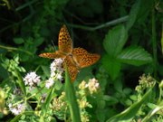Argynnis paphia (Kaisermantel, Männchen) / CH BE Hasliberg 1200 m, 31. 07. 2010