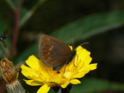 Erebia melampus (Kleiner Mohrenfalter) / CH VS Mattmark-Stausee 2190 m, 09. 08. 2010