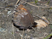 Erebia euryale adyte (Weibchen) / CH VS Turtmanntal 1980 m, 14. 07. 2010