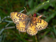 Melitaea aurelia (Ehrenpreis-Scheckenfalter) / CH Soglio GR 1100 m, 07. 07. 2011