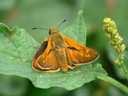 Ochlodes sylvanus (Rostfarbiger Dickkopffalter, Männchen) / CH VS Col de Verne1650 m, 09. 07. 2012