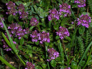 Thymus pulegioides (Thymian) / Lamiaceae
