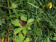 Erebia melampus (Kleiner Mohrenfalter) / CH BE Hasliberg 1200 m, 10. 06. 2007
