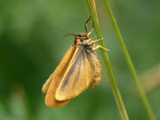 Eilema lutarella (Dunkelstirniges Flechtenbärchen) / CH VS Saastal, Saas Almagell, Moosgufer, Alter Miltärpfad, in Trockenwiese an xerothermer Hanglage, 1900 m, 12. 08. 2011
