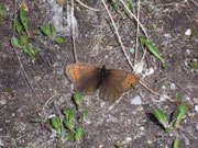 Erebia pandrose (Graubrauner Mohrenfalter) / CH VS Nufenen Lengtal 2200 m, 20. 06. 2008
