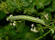 Amphipyra tragopoginis (Dreipunkt-Glanzeule) / CH BE Hasliberg 1050 m, 11. 06. 2022 an Galium