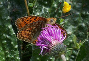 Argynnis niobe (Stiefmütterchen-Perlmuttfalter, Männchen) / Italien Aostatal Valpelline 10. 08. 2005