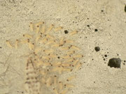 Nudaria mundana (Blankflügel-Flechtenbärchen, frisch geschlüpfte Räupchen) CH BE Hasliberg 1050 m, 25. 07. 2014