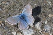 Polyommatus eros (Eros-Bläuling) / CH VS Val de Bagnes, Lac Mauvoisin 1900 m, 18. 07. 2006