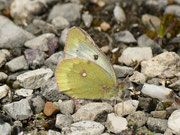 Colias phicomone (Alpen-Gelbling) / CH GR Val Müstair Buffalora 1937 m, 14. 07. 2014