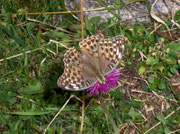 Argynnis paphia f. valesina (Esper, 1800) (Kaisermantel, Weibchen) / CH TI Valle Morobbia 1000 m, 28. 08. 2008