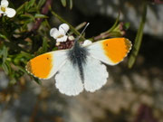 Anthocharis cardamines (Aurorafalter, Männchen Unterseite) / CH BE Hasliberg 1050 m, 30. 03. 2014