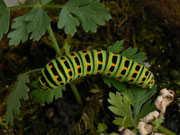 Ausgewachsene Raupe