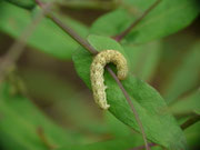 Hecatera bicolorata (Hasenlatticheule) / CH BE Hasliberg 1050 m, 27. 06. 2023 an Lattich (Lactua)
