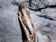 Anaproutia comitella (Gitternetz-Sackträger) / CH BE Hasliberg 1200 m, 05. 04. 2007
