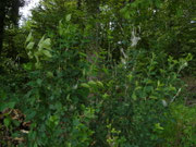 Yponomeuta evonymella (Traubenkirschen-Gespinstmotte) / CH LU Geuensee, Geuenseertobel, 590 m, 03. 06. 2026 an Prunus padus