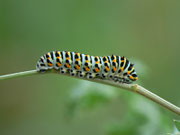Beinahe ausgewachsene Raupe