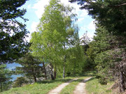 Betula pendula (Hängebirke) / Betulaceae