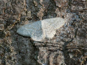 Scopula incanata (Weissgrauer Kleinspanner) / CH BE Hasliberg 1050 m, 02. 10. 2015
