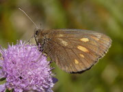 Erebia manto (Gelbgefleckter Mohrenfalter) / CH BE Adelboden, Engstligenalp, Lägeren 1965 m, 14. 08. 2017