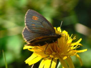 Erebia manto (Gelbgefleckter Mohrenfalter, Weibchen) / CH UR Isenthal 1690 m, 17. 08. 2011