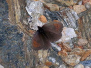 Erebia pandrose (Graubrauner Mohrenfalter) / CH VS Augstbord Violenhorn 2840 m, 20. 06. 2008