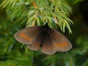 Erebia melampus / CH GR Surses, Bivio 1820 m, 30. 07. 2025
