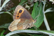 Erebia aethiops (Graubindiger Mohrenfalter, Weibchen) / CH BE Hasliberg 1050 m, 15. 08. 2006